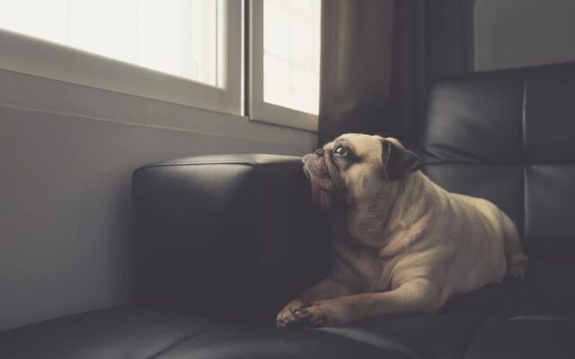 Mi perro está a nombre de mi ex: soluciones legales